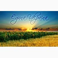 Пропонуємо придбати насіння соняшнику від виробника