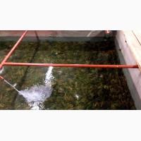 Продам Раки Живые От Производителя Доставка На Экспорт