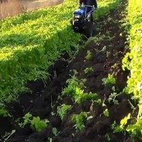 Гірчиця жовта насіння