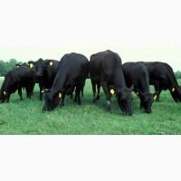 Продамо стадо