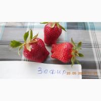Саженцы, рассада клубники сорта Зефир