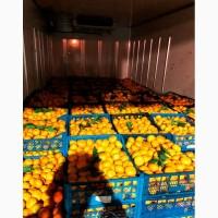 Продам мандарины опт качество супер