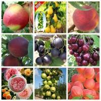 Продажа плодовых деревьев и кустарников элитных сортов в питомнике Сад растений