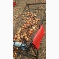 Продам лук очень хорошего качества сорт Манас