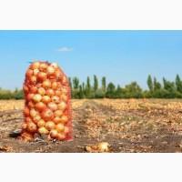 Продам лук оптом