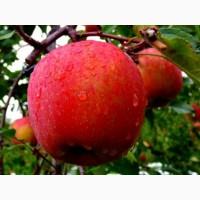 Яблоня Секаи Ши