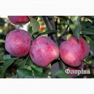 Яблоня флорина