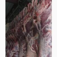 Продам оптом туши говядина, телятина, баранина и конина
