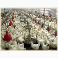 Премиксы, БВМД, комбикорм для бройлеров TM Gepard Польша