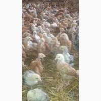Продаж підрощених (місячні)курчат