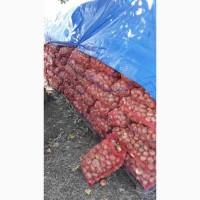 Продам лук Штутгарт
