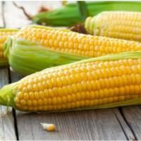 Куплю проблемну кукурудзу