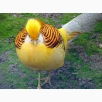 Молодняк и взрослые, декоративные фазаны