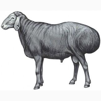 Продам овец, баранов на мясо, донецкая обл