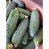 Продажа огурец тепличный Аристан от производителя
