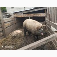 Продам книга Венгерской породы