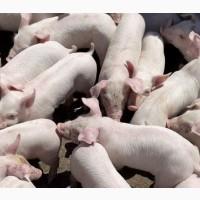Продам поросят от 30 голов