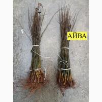 Продам подвой - айва, колт, алыча