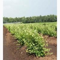Продам подвой - М 54-118, М-106, айва, абрикос, колт, алыча, магалебка, алыча