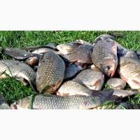 Продам рыбу