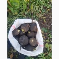 Продам редьку чёрную в Румынии