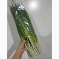 Продам зелену цибулю