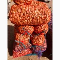 Куплю лук кущевку шалот