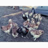 Продається яйце інкубаційне, курчата. Фавероль загірська лососева