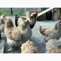 Продається яйце інкубаційне, курчата. Фавероль загірська лососева