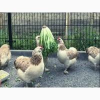 Продається яйце інкубаційне, курчата. Фавероль загірська лососева