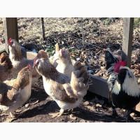 Продається яйце інкубаційне, курчата. Фавероль загірська лососева