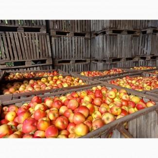 Яблука из саду