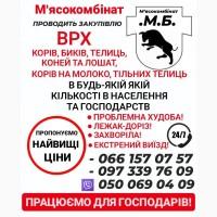 Закуповую ВРХ дорого живою вагою