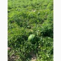 Продам кавун