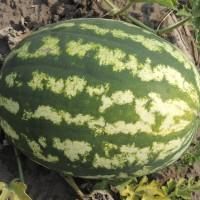Продам Арбуз
