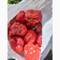 Продам червоний, бурий, зелений перець