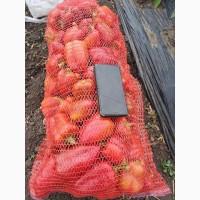 Продам червоний, бурий, зелений перець