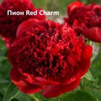 Пион Ред Шарм