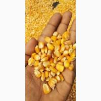 Продам кукурудзу, 500 т, Миколаївська обл., с.Зелений Яр