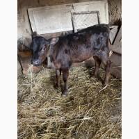 Продам теличку 2 міс