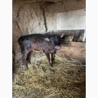 Продам теличку 2 міс