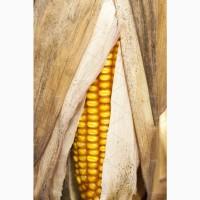 Продам кукурудзу, 3000 т., СРТ Південний