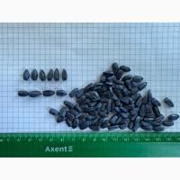 Насіння соняшнику для пересіву чи пожнивних посівів