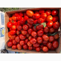 Продам перец ( тип Белазерка)
