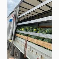Продам кавуни різні сорти