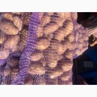 Продам товарну картоплю, сорт гранада