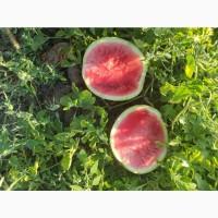 Продам кавун оптом