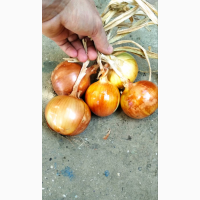 Продам ЛУК, есть объем, по 9грн., сорт Глобус, 7-9см., Одесская область