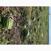 Продам Арбуз Продюсер