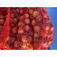 Продам товарну цибулю опт, сорт Седона